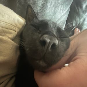 Meet your Posher, Phobia